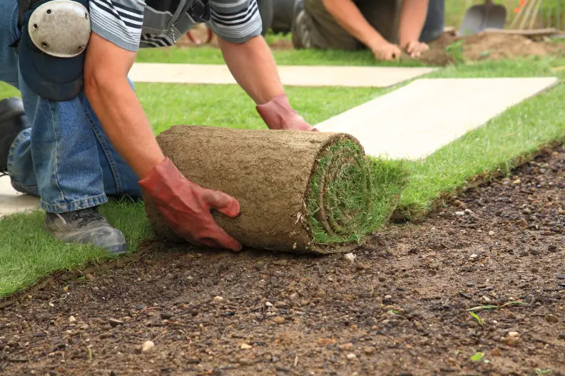 How Long After Installing Sod Can You Walk On It Goodyear, AZ