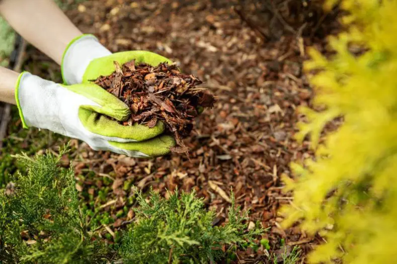 How Long Does Mulch Last in Goodyear, AZ