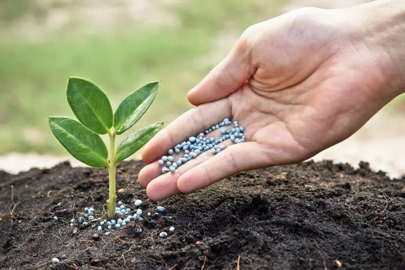 When is the Best Time to Fertilize Your Lawn Goodyear, AZ