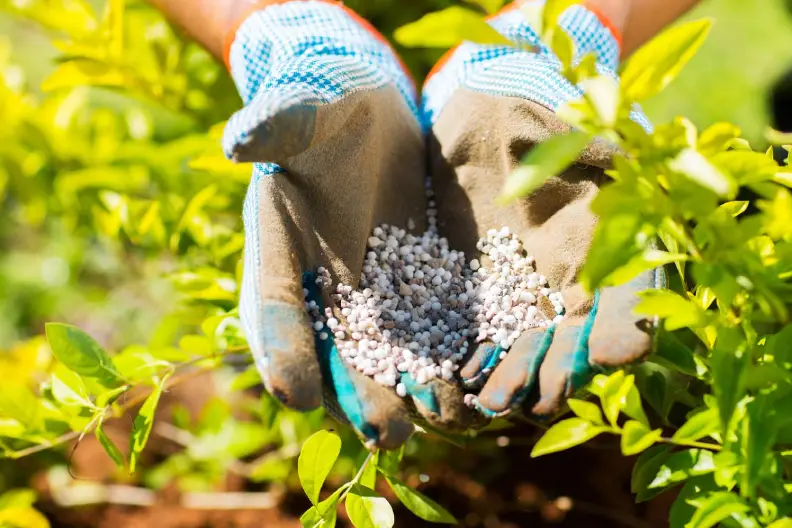 Lawn Fertilization Goodyear, AZ