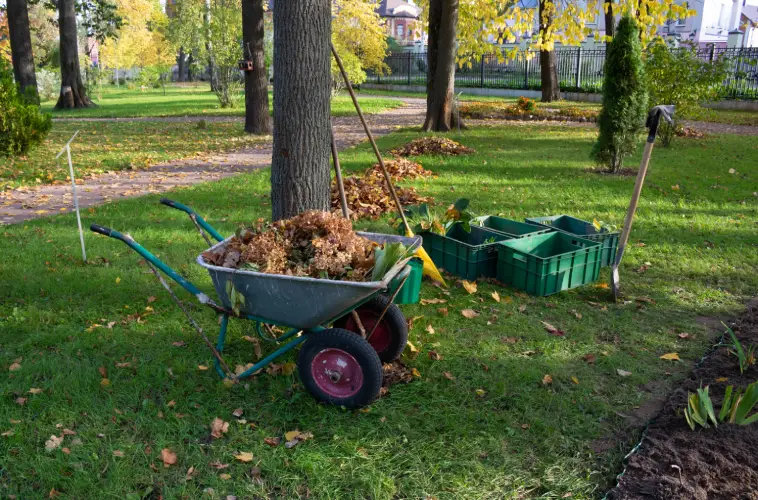 Yard Cleanup in Goodyear, AZ